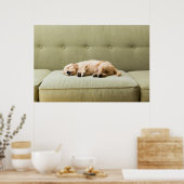 最も可愛い赤ん坊の動物 | Golden Retriever Puppy 2 ポスター (キッチン)