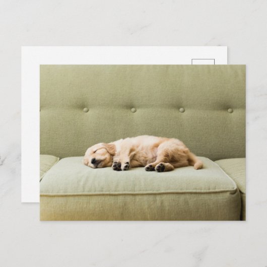 最も可愛い赤ん坊の動物 | Golden Retriever Puppy 2 ポストカード (正面/裏面)