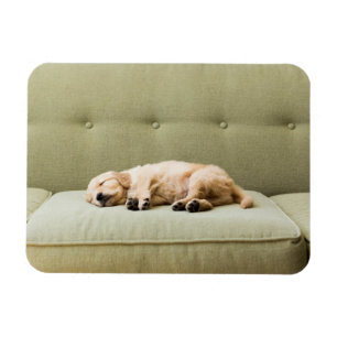 最も可愛い赤ん坊の動物 Golden Retriever Puppy 2 マグネット