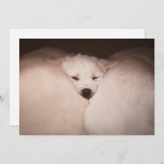 最も可愛い赤ん坊の動物 | Golden Retriever Snuggle サンキューカード (正面/裏面)