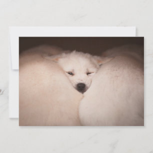 最も可愛い赤ん坊の動物 Golden Retriever Snuggle サンキューカード
