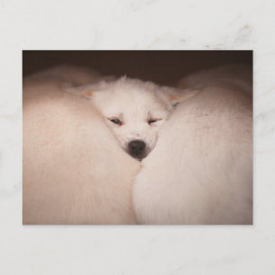 最も可愛い赤ん坊の動物   Golden Retriever Snuggle ポストカード