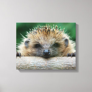 最も可愛い赤ん坊の動物 Hedgehogスマイル キャンバスプリント