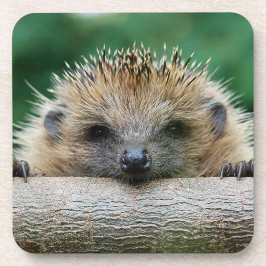 最も可愛い赤ん坊の動物 | Hedgehogスマイル コースター (正面)