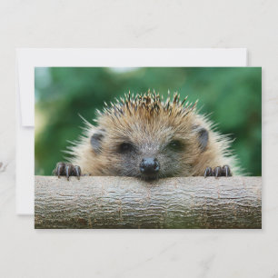 最も可愛い赤ん坊の動物 Hedgehogスマイル サンキューカード
