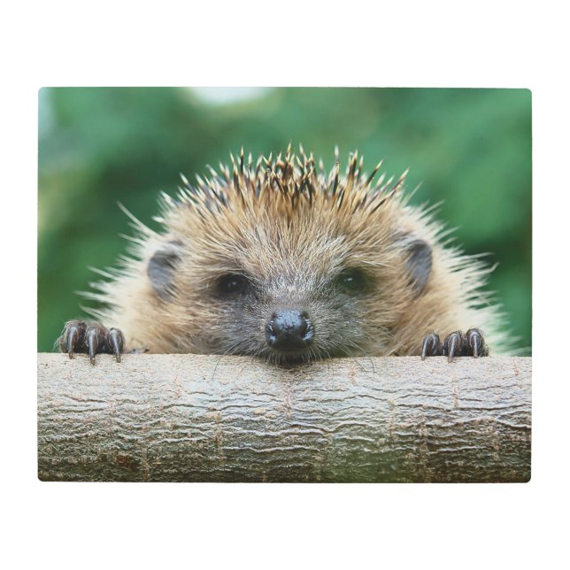 最も可愛い赤ん坊の動物 | Hedgehogスマイル メタルプリント (正面)