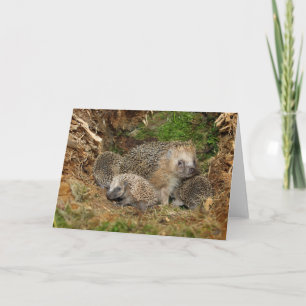 最も可愛い赤ん坊の動物 Hedgehogファミリ カード