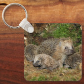最も可愛い赤ん坊の動物 | Hedgehogファミリ キーホルダー (正面)