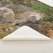 最も可愛い赤ん坊の動物 | Hedgehogファミリ シェルパブランケット (3/4)