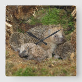 最も可愛い赤ん坊の動物 | Hedgehogファミリ スクエア壁時計 (正面)