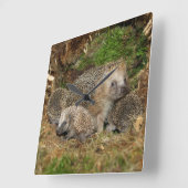 最も可愛い赤ん坊の動物 | Hedgehogファミリ スクエア壁時計 (傾斜)