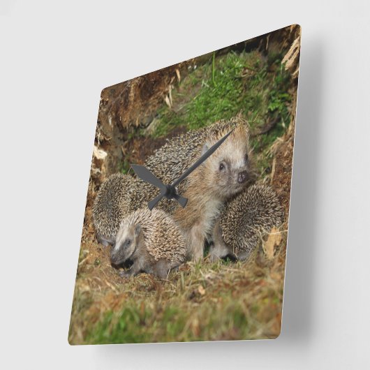 最も可愛い赤ん坊の動物 | Hedgehogファミリ スクエア壁時計 (傾斜)