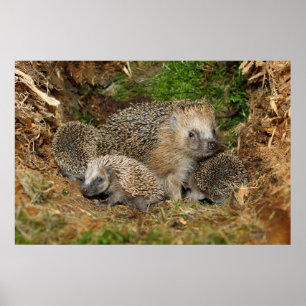 最も可愛い赤ん坊の動物   Hedgehogファミリ ポスター