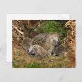 最も可愛い赤ん坊の動物 | Hedgehogファミリ ポストカード (正面/裏面)