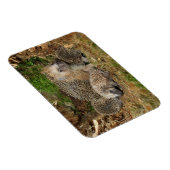 最も可愛い赤ん坊の動物 | Hedgehogファミリ マグネット (右側)