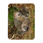 最も可愛い赤ん坊の動物 | Hedgehogファミリ マグネット (縦)
