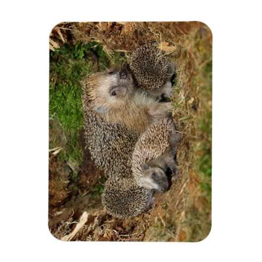 最も可愛い赤ん坊の動物 | Hedgehogファミリ マグネット (縦)