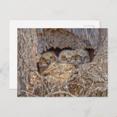 最も可愛い赤ん坊の動物 | Horned 素晴らし Chicks ポストカード (正面/裏面)