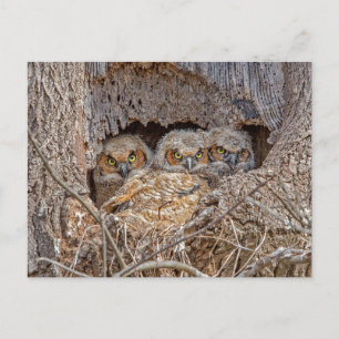 最も可愛い赤ん坊の動物 Horned 素晴らし Chicks ポストカード