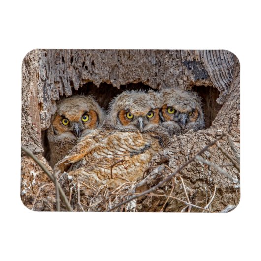 最も可愛い赤ん坊の動物 | Horned 素晴らし Chicks マグネット (横)