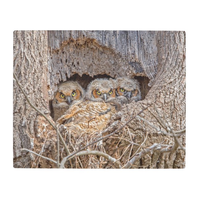 最も可愛い赤ん坊の動物 | Horned 素晴らし Chicks メタルプリント (正面)