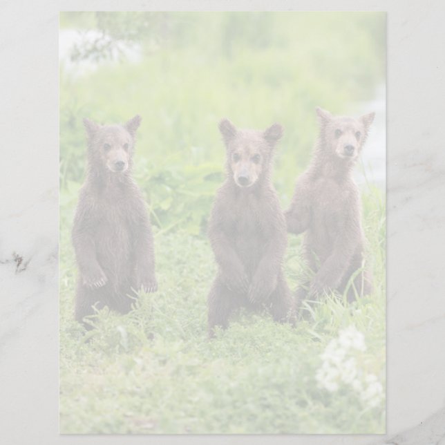 最も可愛い赤ん坊の動物 | Kamchatka Brown Bear Cubs (正面)
