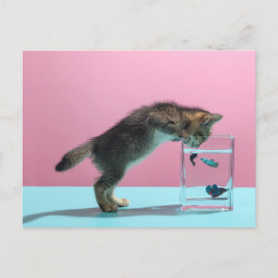 最も可愛い赤ん坊の動物 Kitten Looking at魚鉢 ポストカード