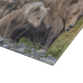 最も可愛い赤ん坊の動物 Kodiak Mama Bear & Cubs | Kodiak Mama  カッティングボード (角)