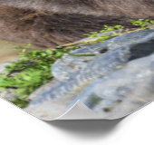 最も可愛い赤ん坊の動物 Kodiak Mama Bear & Cubs | Kodiak Mama ポスター (角)