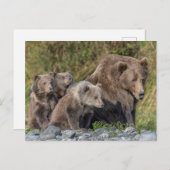 最も可愛い赤ん坊の動物 Kodiak Mama Bear & Cubs | Kodiak Mama  ポストカード (正面/裏面)