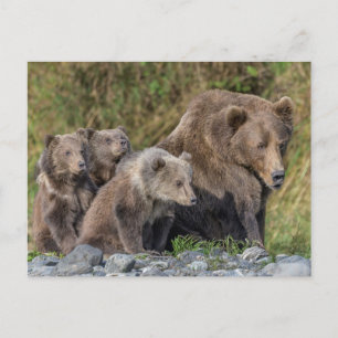 最も可愛い赤ん坊の動物 Kodiak Mama Bear & Cubs Kodiak Mama ポストカード