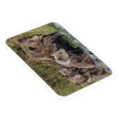 最も可愛い赤ん坊の動物 Kodiak Mama Bear & Cubs | Kodiak Mama  マグネット (右側)