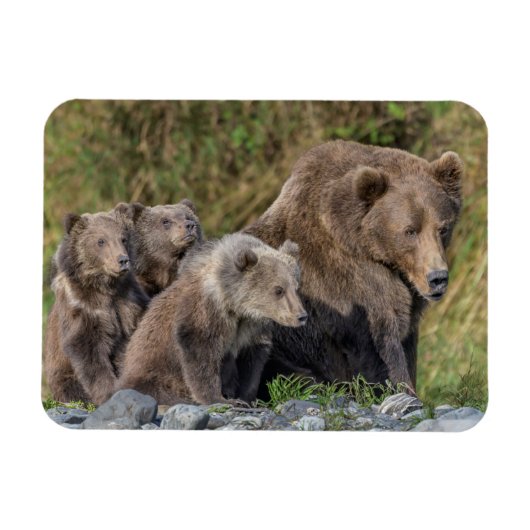 最も可愛い赤ん坊の動物 Kodiak Mama Bear & Cubs | Kodiak Mama  マグネット (横)