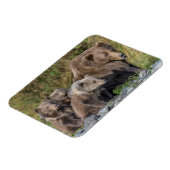 最も可愛い赤ん坊の動物 Kodiak Mama Bear & Cubs | Kodiak Mama  マグネット (左側)