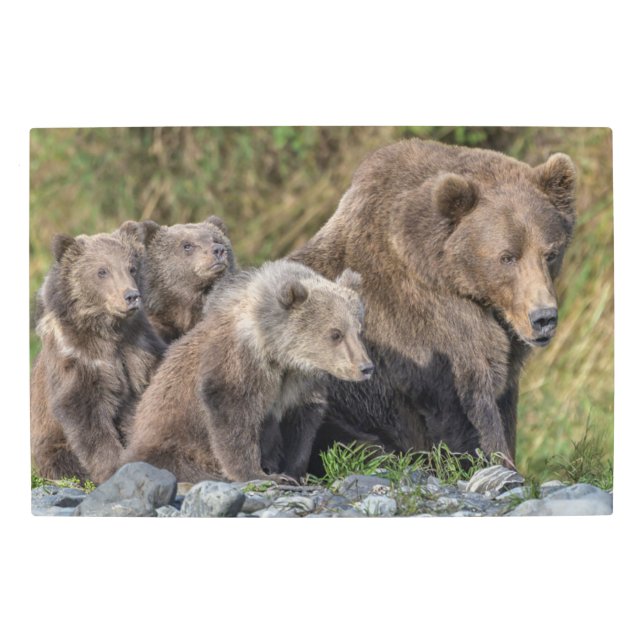 最も可愛い赤ん坊の動物 Kodiak Mama Bear & Cubs | Kodiak Mama  メタルプリント (正面)