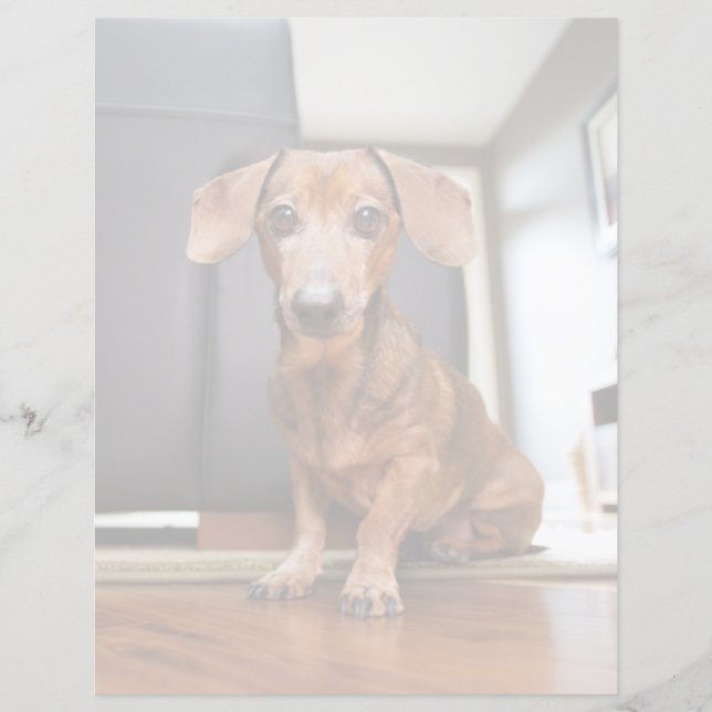 最も可愛い赤ん坊の動物 | Mini Dachshund Puppy (正面)