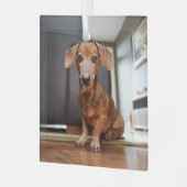 最も可愛い赤ん坊の動物 | Mini Dachshund Puppy ガラスオーナメント (正面左)