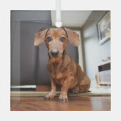 最も可愛い赤ん坊の動物 | Mini Dachshund Puppy ガラスオーナメント (正面)