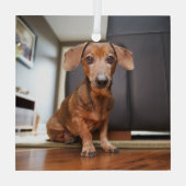 最も可愛い赤ん坊の動物 | Mini Dachshund Puppy ガラスオーナメント (裏面)