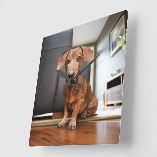 最も可愛い赤ん坊の動物 | Mini Dachshund Puppy スクエア壁時計 (傾斜)