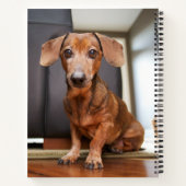 最も可愛い赤ん坊の動物 | Mini Dachshund Puppy ノートブック (裏面)