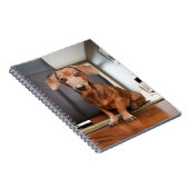 最も可愛い赤ん坊の動物 | Mini Dachshund Puppy ノートブック (右側)