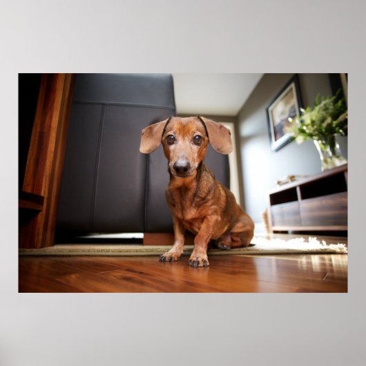 最も可愛い赤ん坊の動物 | Mini Dachshund Puppy ポスター (正面)