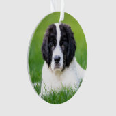 最も可愛い赤ん坊の動物 | Newfoundland Puppy オーナメント (正面)