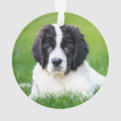 最も可愛い赤ん坊の動物 | Newfoundland Puppy オーナメント (裏面)
