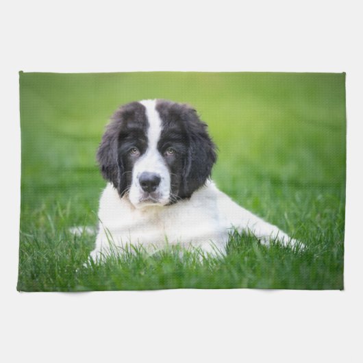 最も可愛い赤ん坊の動物 | Newfoundland Puppy キッチンタオル (横)