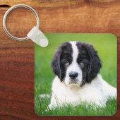 最も可愛い赤ん坊の動物 | Newfoundland Puppy キーホルダー (正面)