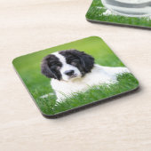 最も可愛い赤ん坊の動物 | Newfoundland Puppy コースター (左側)