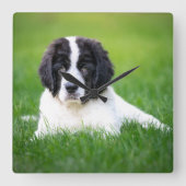 最も可愛い赤ん坊の動物 | Newfoundland Puppy スクエア壁時計 (正面)