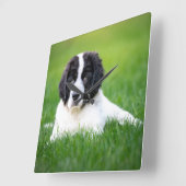 最も可愛い赤ん坊の動物 | Newfoundland Puppy スクエア壁時計 (傾斜)